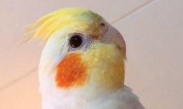 玄凤鹦鹉爆料视频,揭秘鹦鹉界的秘密生活